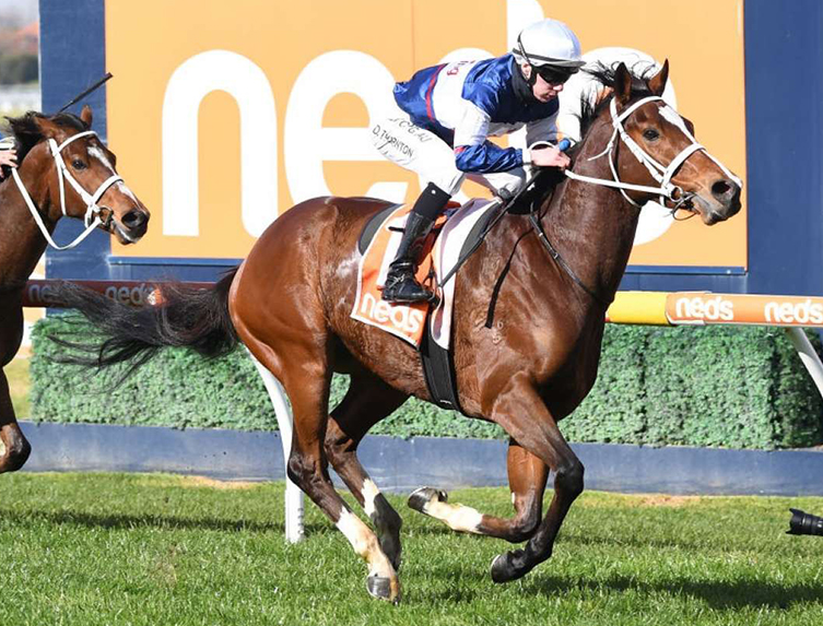 sky racing horses