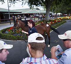 Go Racing gears up for revamped Karaka sale
